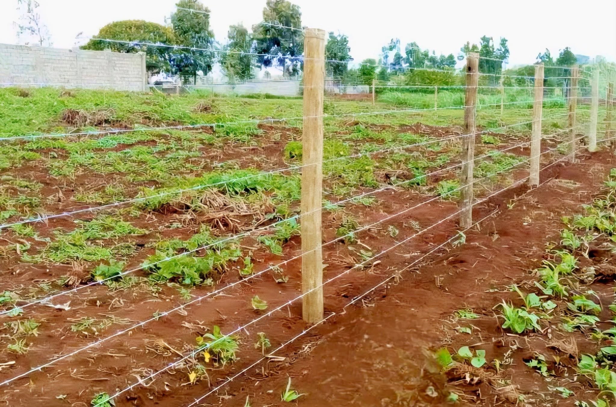 Plot Barbed Wire Fence